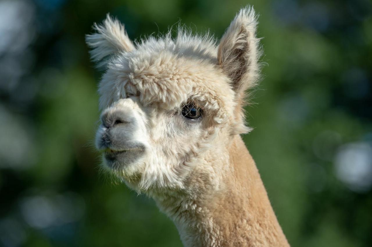 Alpaca Fold Villa Preston  Bagian luar foto
