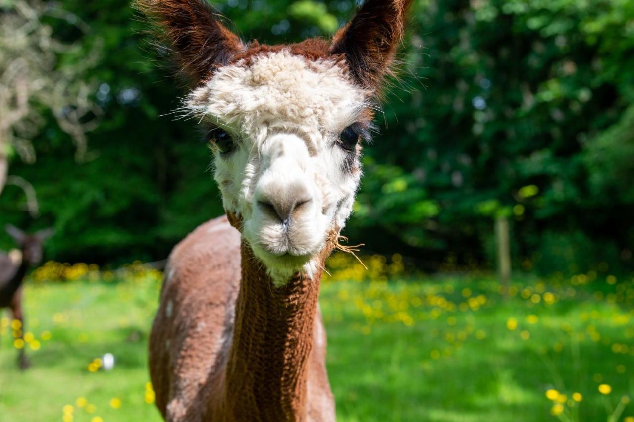 Alpaca Fold Villa Preston  Bagian luar foto