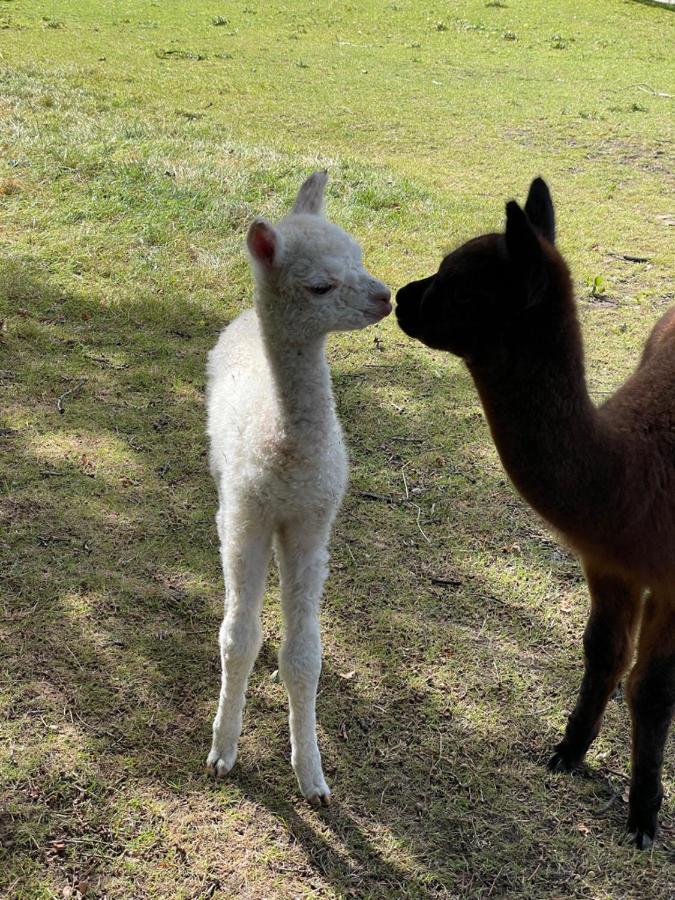 Alpaca Fold Villa Preston  Bagian luar foto