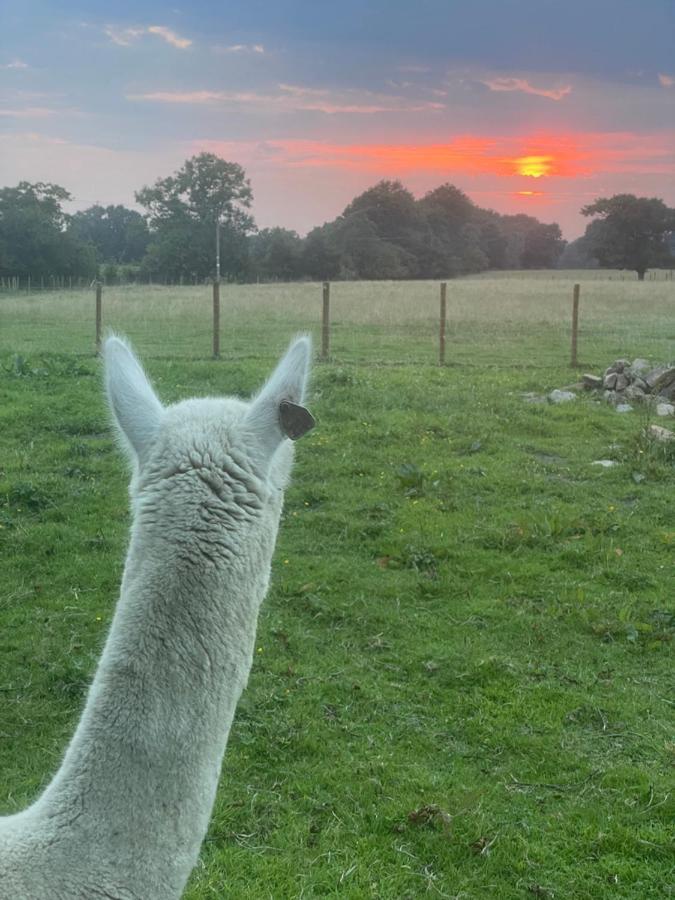 Alpaca Fold Villa Preston  Bagian luar foto